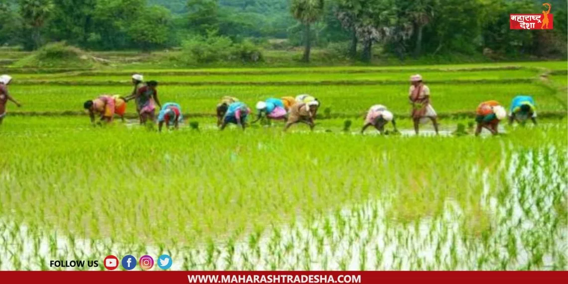 PM Kisan Yojana jpg PM Kisan Yojana | दिवाळीपूर्वी मिळू शकतो पीएम किसान योजनेचा 15 वा हप्ता; पाहा अपडेट